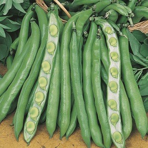 Manufacturer directly supply bulk fresh green broad beans for sales