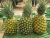 Import MD2 FRESH PINEAPPLES for sale from Vietnam