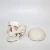 Import Medical anatomical life size plastic human skull model from China