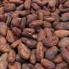 organic cocoa beans on sale in bulk and wholesale origin of uganda africa quality fermented