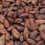 organic cocoa beans on sale in bulk and wholesale origin of uganda africa quality fermented