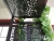 Import Outdoor metal garden arch / wedding metal arch/metal frame pergola from China