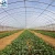 Pe Plastic Film Factory Sale Greenhouse Film For Agricultural