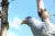 Import plastic animal flying bird  pigeon shells hunting decoy from China