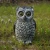 Import Plastic  Owl decoy sound controlled to scare bird Plastic Owl Crow Bird Scare from China