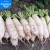 Import Pony Early Radish Chinese Radish Vegetables Seeds, Seedling Roots from China