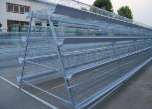 Qingdao top quality automatic poultry layer cage for poultry farm equipment