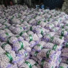 Quality 100% Fresh Peeled Garlic in China Supplier
