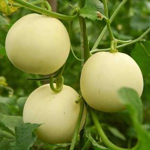 Quality Fresh Organic Healthy Fruit Honeydew Melon