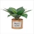 Import Realistic plant miniascape bedroom artificial plant from China