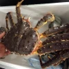 Red King Crabs, Dungeness Crab, Blue Crabs & Snow Crabs