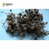 Solanum nigrum is used as medicine, clearing away heat and detoxifying, dissipating swelling