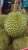 Import THAILAND FRESH DURIAN KAN YAO GRADE A from Thailand