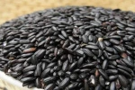 THE BEST QUALITY VIETNAM BLACK GLUTINOUS RICE 5% BROKEN