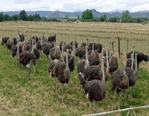 Top Healthy well raised Ostrich Chicks