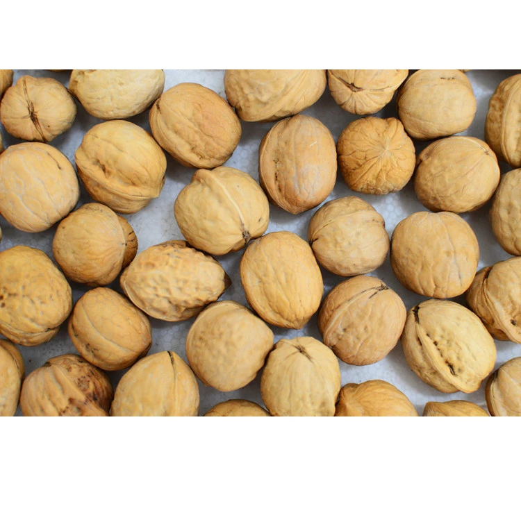Top Quality 100% Natural Thin Skin Cheap Walnut Organic Walnuts in Shell