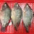Import Top quality frozen Tilapia fish of frozen fish 100-200g from China