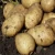 Import Ukrainian Fresh Potatoes Grown On Organic Fields At Reasonable Prices from Ukraine