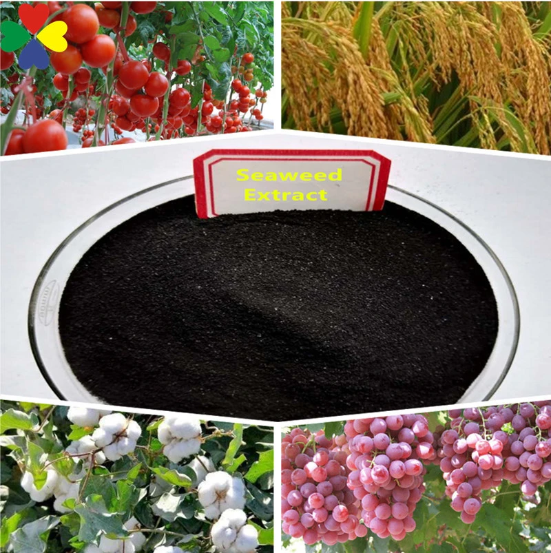 Water Soluble Powder Agriculture Natural Organic fertilizer Seaweed Extract