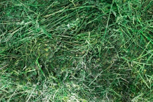 Quality Grade Alfalfa and Timothy Hay in very good price