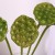 Import wholesale natural dried Ornamental plants cheap artificial flower lotus seedpod from China