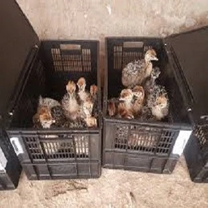 Wholesale Ostrich Chicks for sale /Red and Black neck Ostrich for sale/Live Ostrich Birds