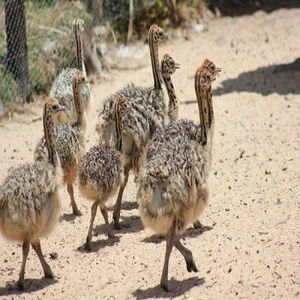 Wholesale Ostrich Chicks for sale /Red and Black neck Ostrich for sale/Live Ostrich Birds