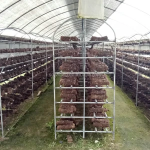 wholesale price mushroom green house with advanced technology