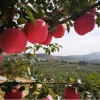 Wholesale Prices Fresh fruits fuji Apple