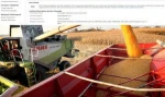 YELLOW CORN - FEED MAIZE 50000MT