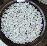 1509 Basmati Rice: Sella/Raw/Steam