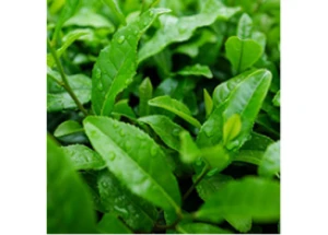Green tea