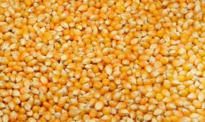 Corn Starch, corn gluten meal