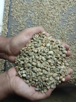 Coffee Arabica