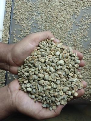 Coffee Arabica