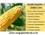 Import Yellow Maize from India