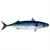 Import Frozen Atlantic Mackerel For Sale( Scomber Scombrus) / Atlantic Mackerel from Norway