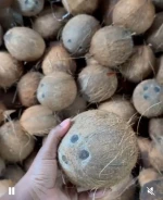 Mature Dry Coconut