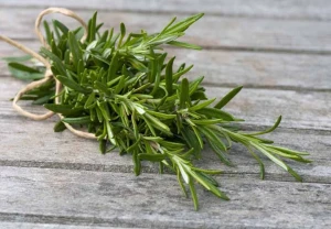 Rosemary(leaves) Hydro Glycolic Extract