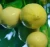 Fresh lemon from our own farm in Chongqing China
