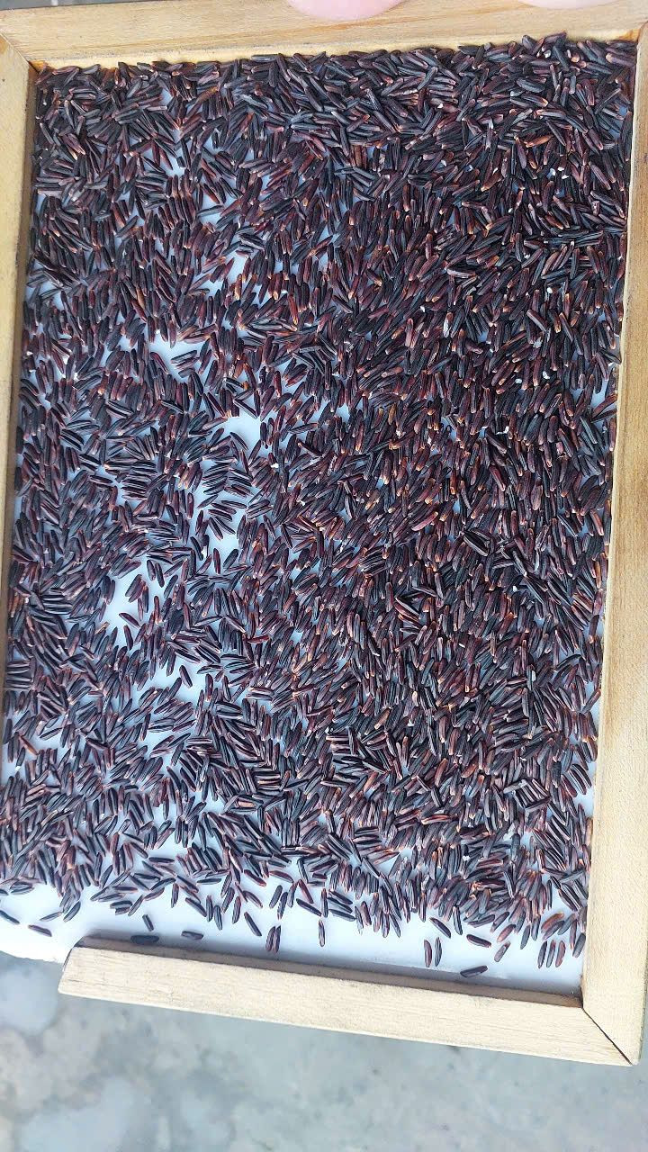Buy Purple Brown Rice from ONG THO RICE CORPORATION, Vietnam ...