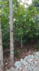 Premium Fair Trade Cacao Beans for Chocolate Making