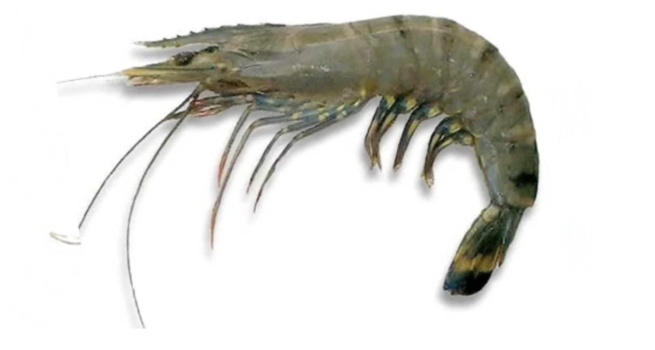 Buy Green Tiger Prawn from Friends International, Pakistan | Tradewheel.com