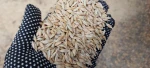 Barley new crop 2026 on FOB - CIF