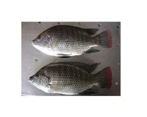 Best Price Fillet Tilapia Fillet Price Wholesale Frozen Fillet 5-7 Oz Of Tilapia Fish