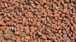 Cocoa Beans