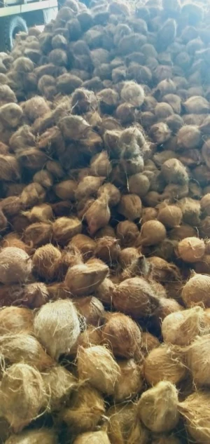 Coconuts & Betel nuts / Areca catechu