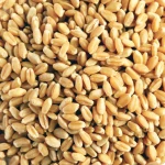 High Purity Wheat Grain Bulk Lots Clean Wheat Grain Packed For Secure Global Transportation