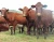Import Illawarra cows from South Africa