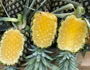 FRESH PINEAPPLE FRUIT FROM THAILAND